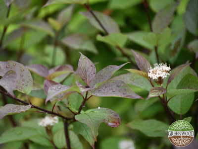 Дёрен 